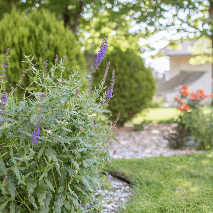 Layered garden bed planting design