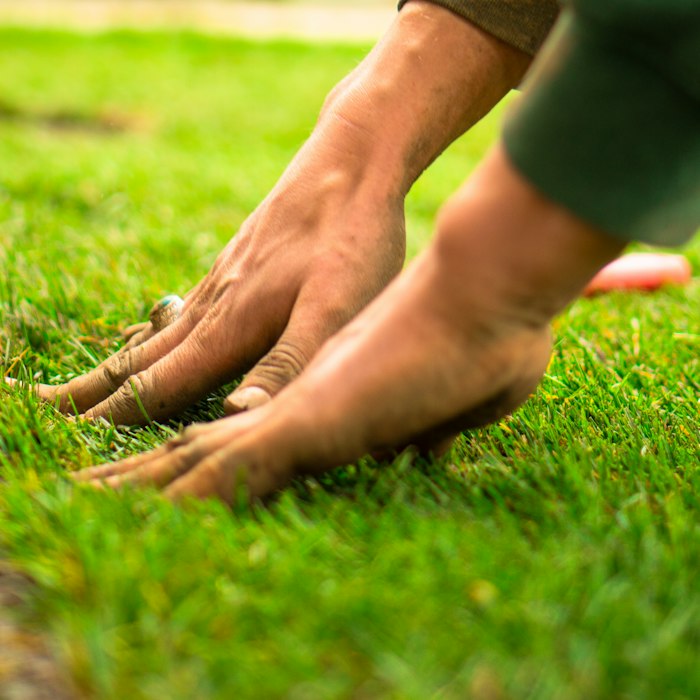 Installing fresh sod